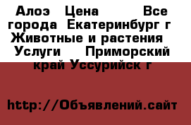 Алоэ › Цена ­ 150 - Все города, Екатеринбург г. Животные и растения » Услуги   . Приморский край,Уссурийск г.